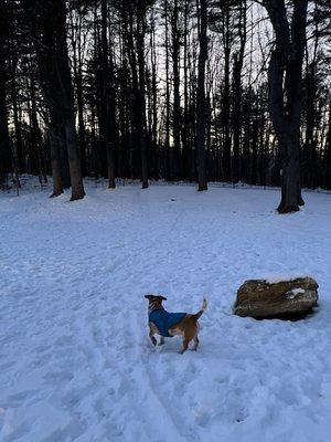 Small dog enjoying the big park at sunset