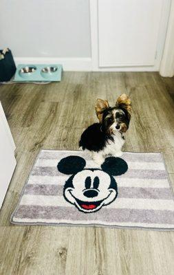 Jackie's Pet Grooming