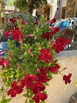 Tiger Landscaping & Tree Services