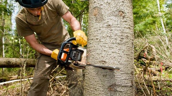 Hendrix Tree Service