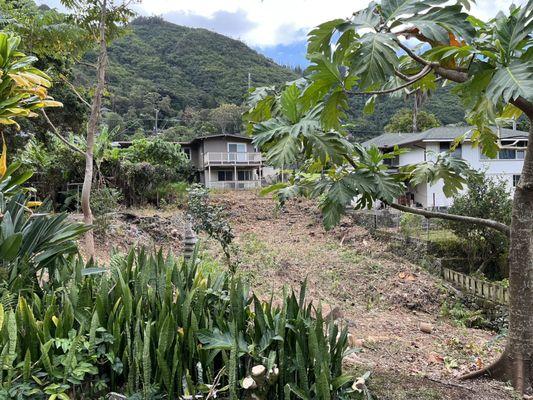 Tree Concepts Hawaii