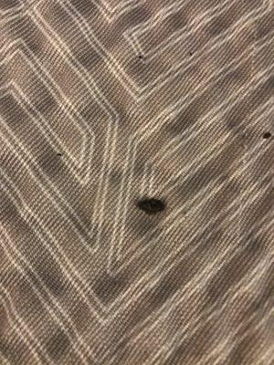Rat  poop in motel 6 bed.