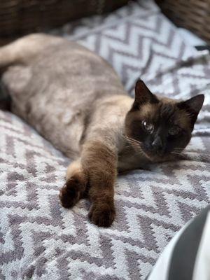 Julia's Pet Services