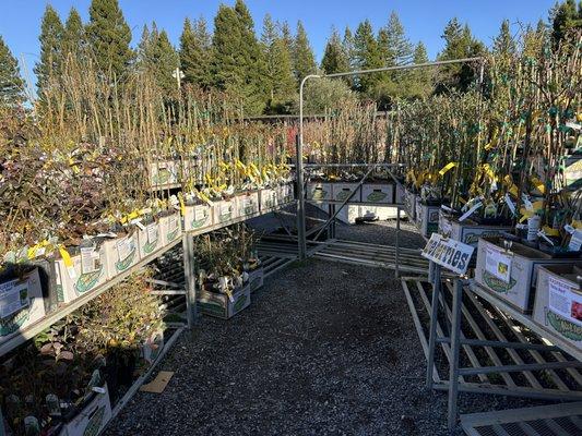 Great variety of berry plants
