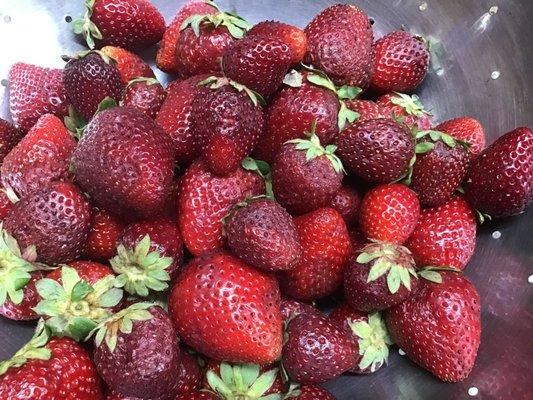 These are the ones I salvaged...from less than 24 hrs ago.