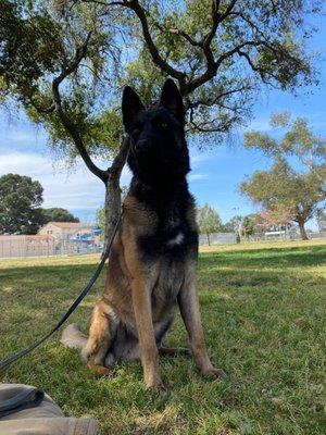 Do Good Dog Training