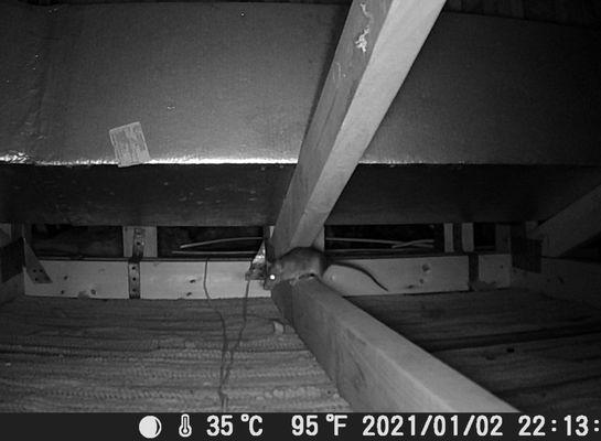 Punta Gorda Pest Control