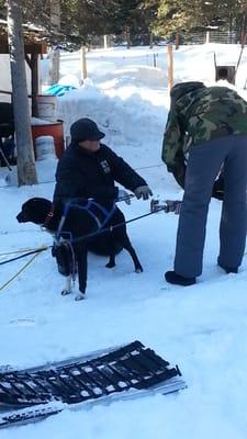 Charlotte teaching how to harness dogs to the sled
