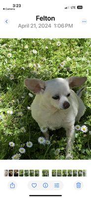 A happy Bella in Springtime flowers thanks to Team Tri City Veterinary Hospital!