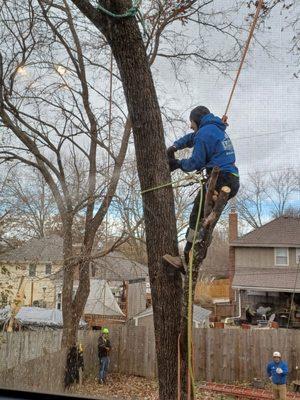 Larin Tree & Lawn Service