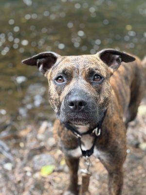 Lexi’s Paws and Peace Grooming