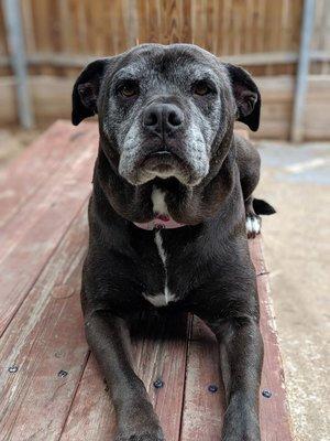 One of our rescue dogs the outdoors