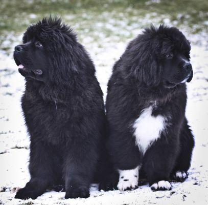 Denali Dog Obedience School