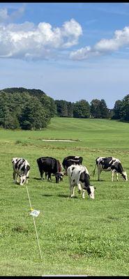 Watching the cows as I enjoy my ice cream!