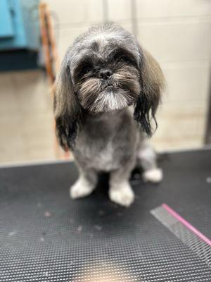 Shih-Tzu after her full grooming
