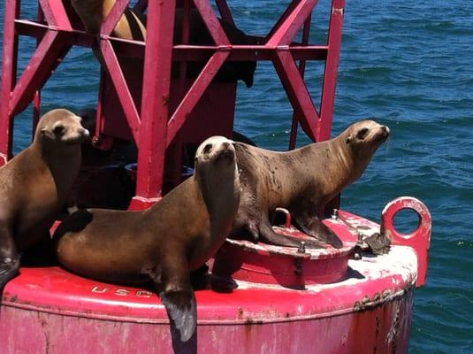 Seals hanging out on a buoy