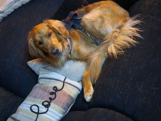 The Buffalo Dog House