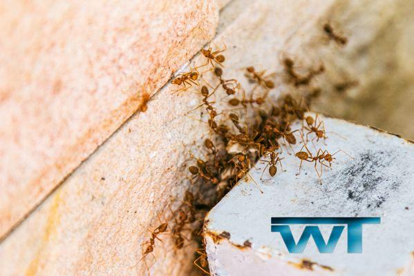 Stock photo of ants with WellTech logo