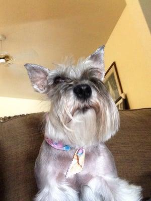 Cheryl's Dog Grooming Biz