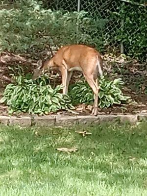 Schindler Lawn Handyman & Power washing