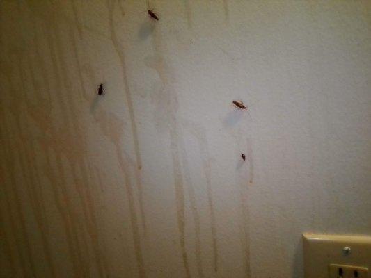 BUGS! and don't forget the unidentified drip drops