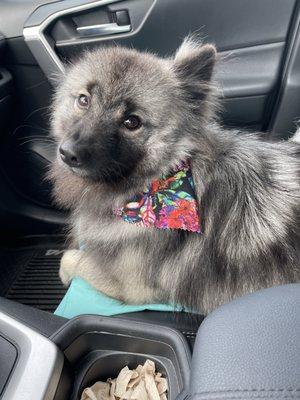 Best Friends Pet Doctor