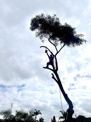 Big Mike & Sons' Tree Service