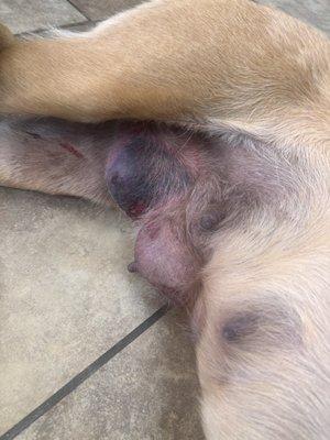 Pet Vet Hospital and Wellness Center