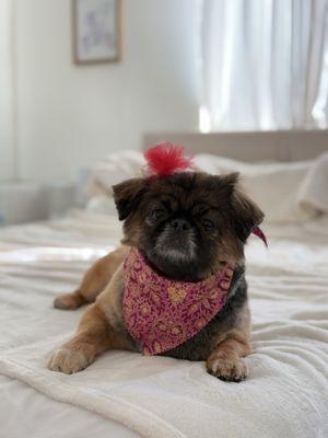 Pet's Plaza Grooming