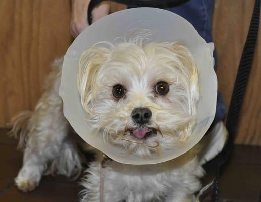 Southington Veterinary Associates