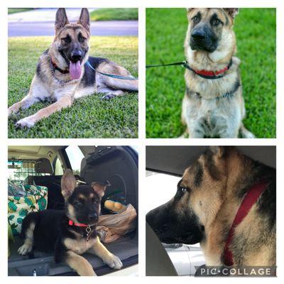 Gulfgate Animal Hospital