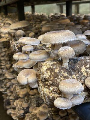 Hidden Valley Mushroom Farm