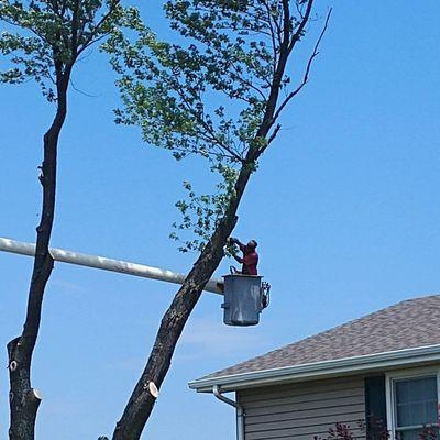 Expert Tree Service