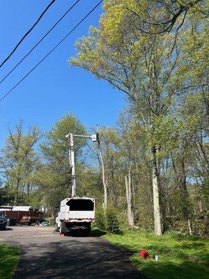 Tree Techs Care & Removal