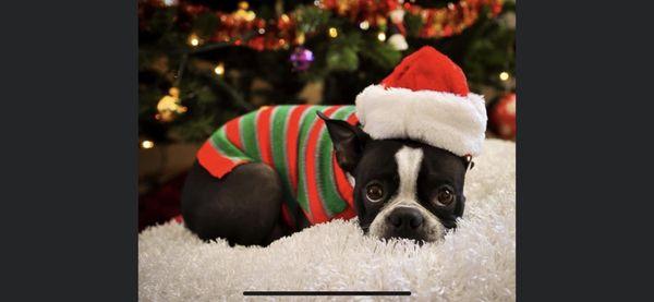 Linda's Critter Sitters