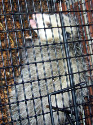 Wildlife Removal Pro Tulsa