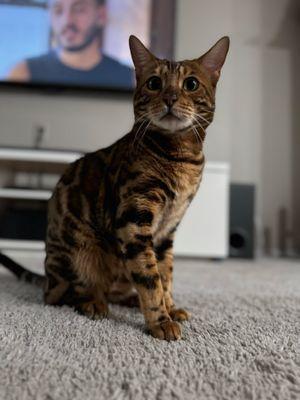 Gilbert Queen Creek Emergency Veterinarian & Pet Urgent Care