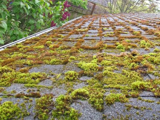 Xterior Cleaning Service