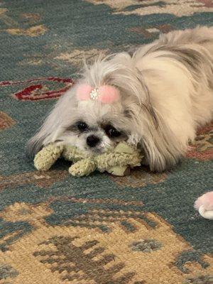 This is my little Brie, who Dr. Moreland's team took her pain away by operating on her hip at about 13 months! She's doing great now!