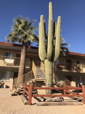 Cactus by stairs