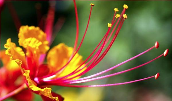 Pride of Barbados