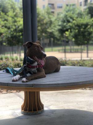 Obedience training helps your dog be happier and healthier!