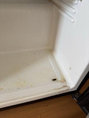 Dead roach and mold in the fridge