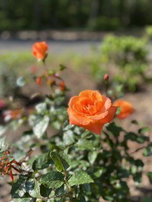 E. Hernandez Family Nursery