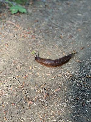 Huge slug!