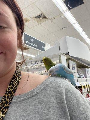 Pawsitive Vibes Dog Sitting