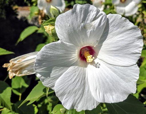 Minute Man National Historical Park