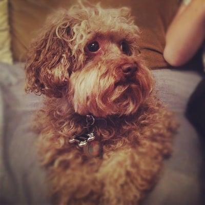 Scruffie the poodle, snuggledog!