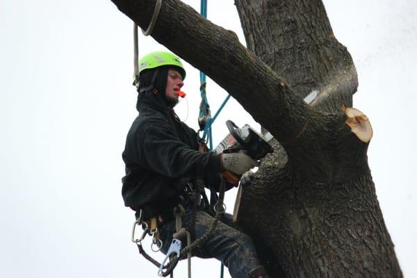 JR's Tree Service