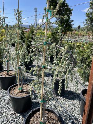 Devil Mountain Wholesale Nursery - San Ramon